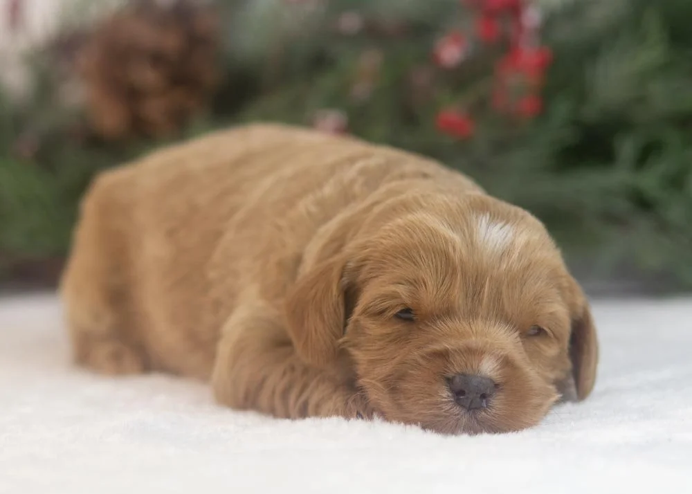 Will goldendoodle for sale(3).jpg