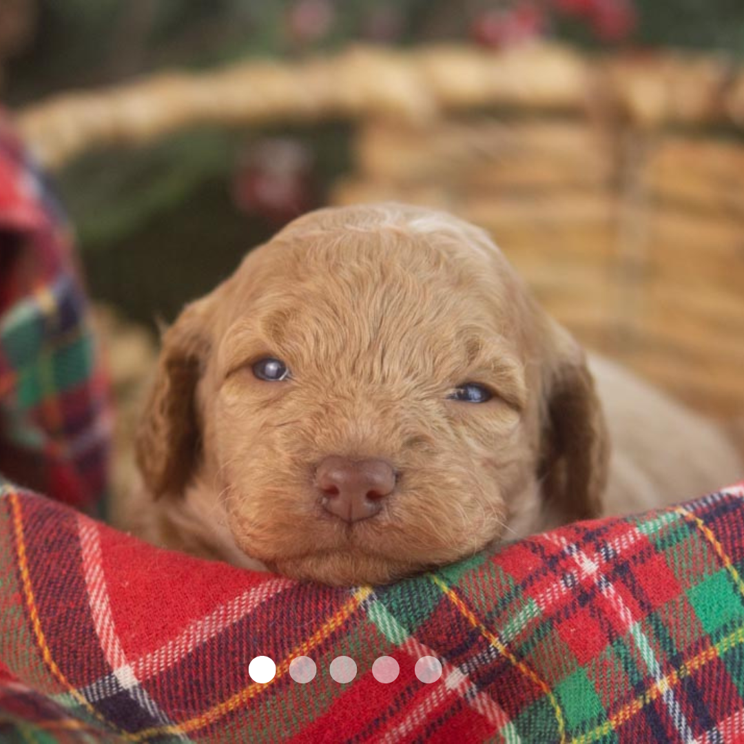 Copy of FBP Design.png