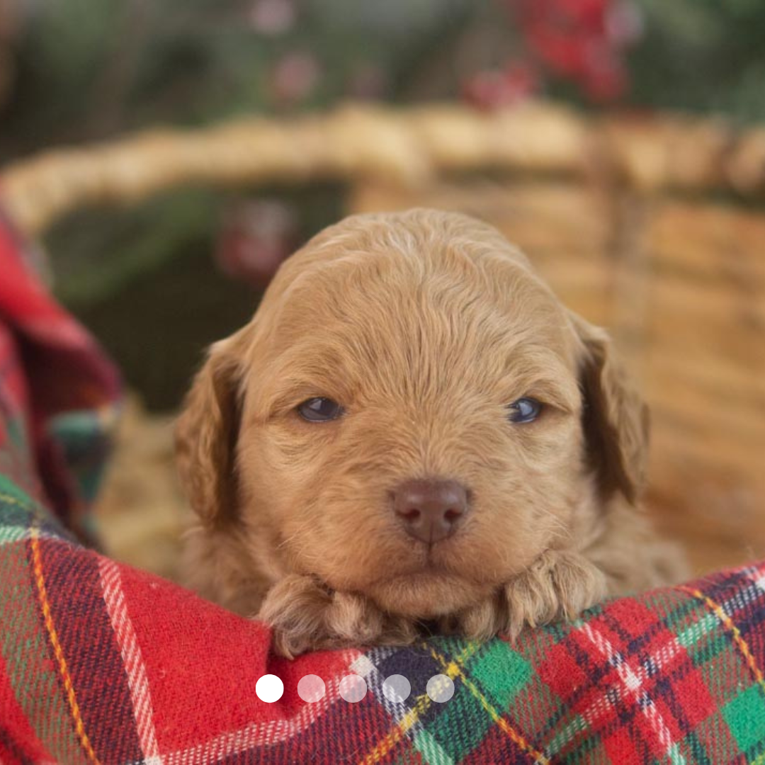 Copy of FBP Design.png