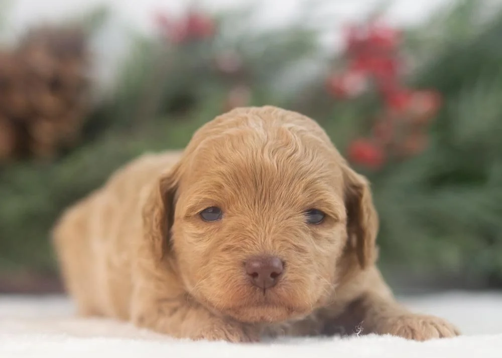 Indiana goldendoodle for sale(1).jpg