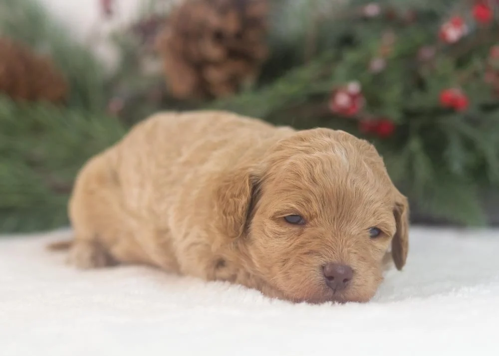 Indiana goldendoodle for sale(2).jpg