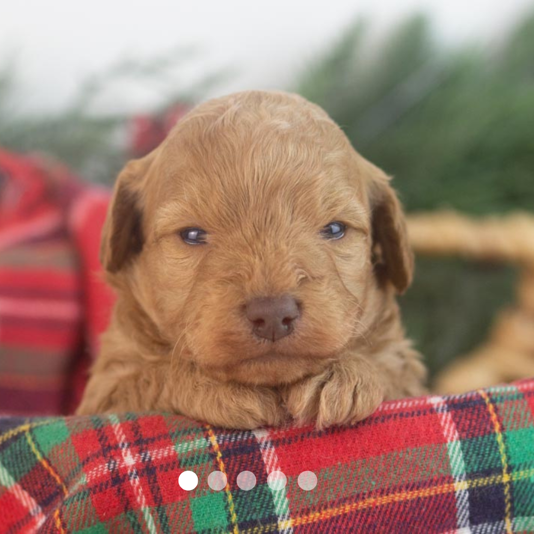 Copy of FBP Design.png