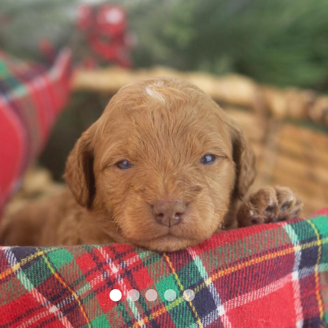 Copy of FBP Design.png