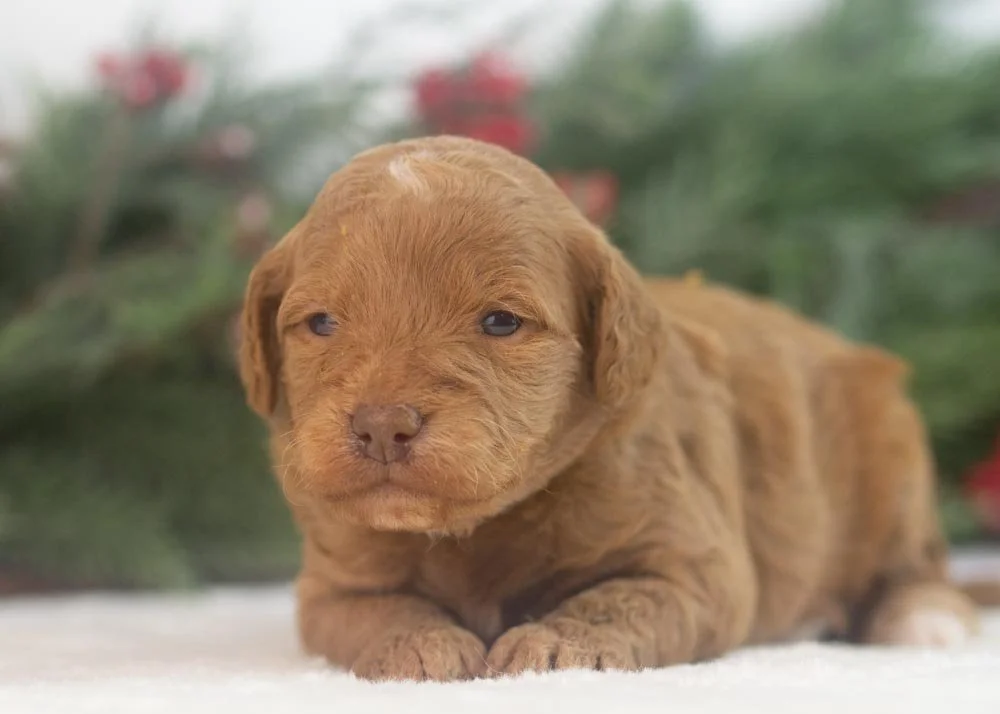 Virginia goldendoodle for sale(1).jpg