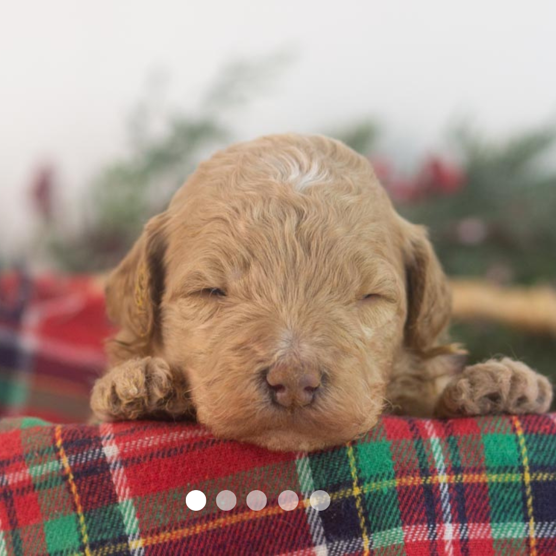 Copy of FBP Design.png