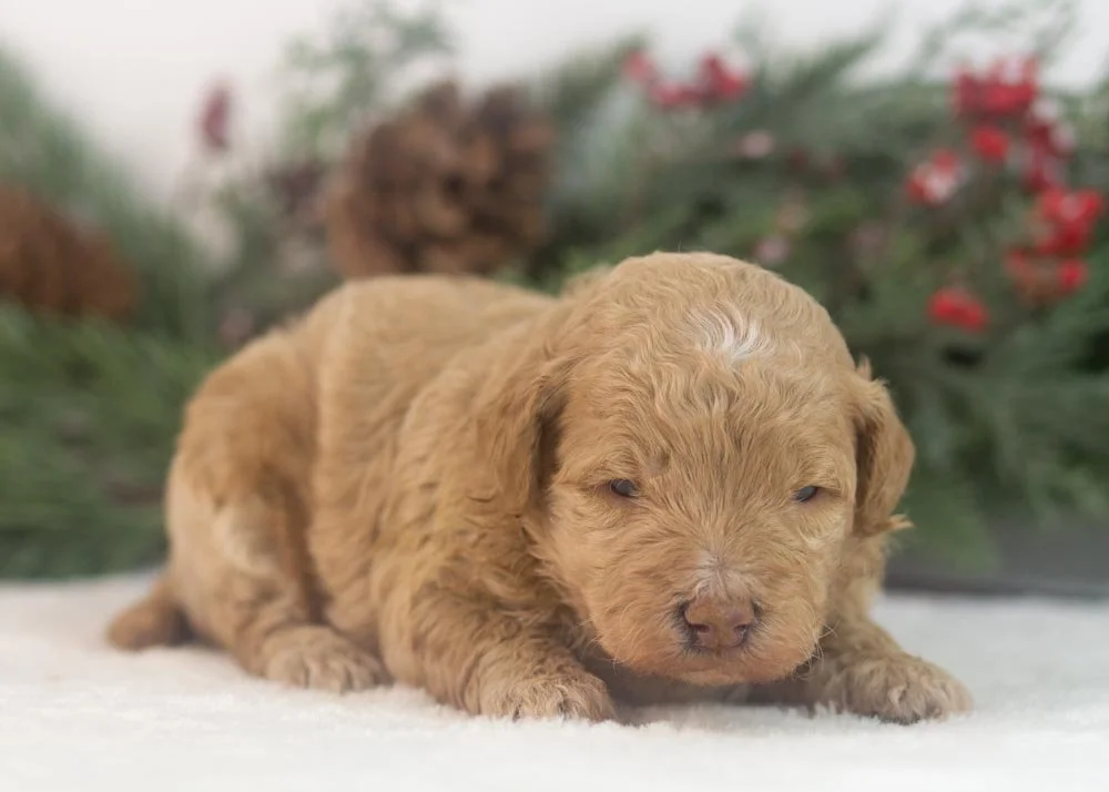 Ohio goldendoodle for sale(2).jpg