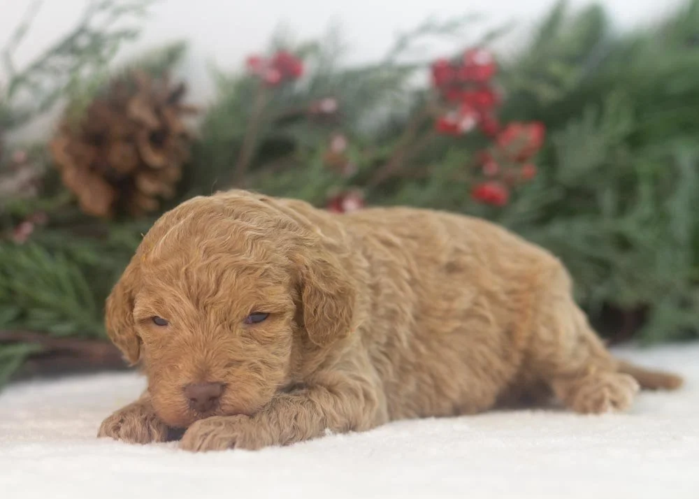 Texas goldendoodle for sale.jpg