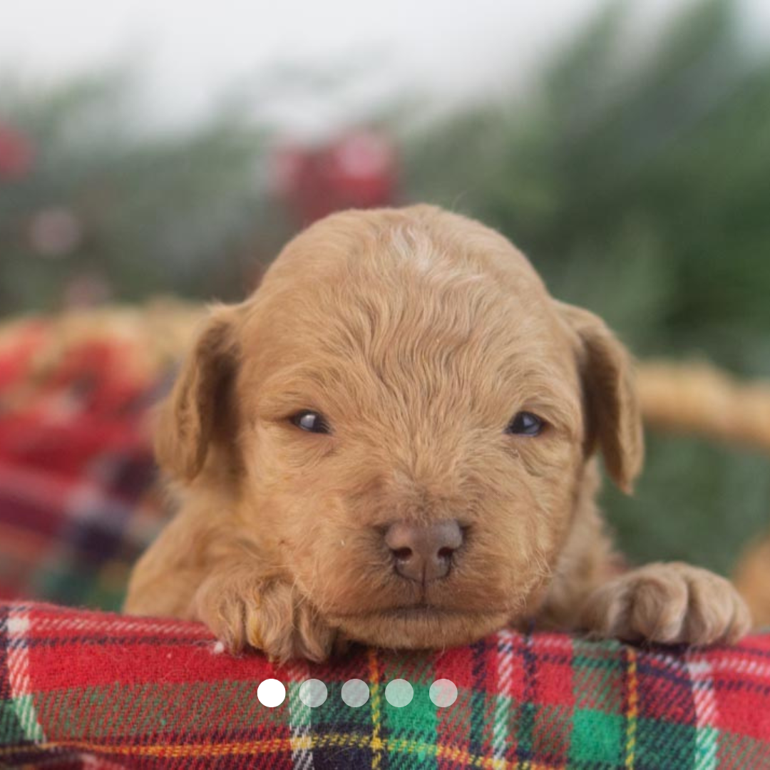 Copy of FBP Design.png