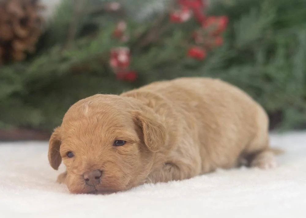 Vermont goldendoodle for sale.jpg