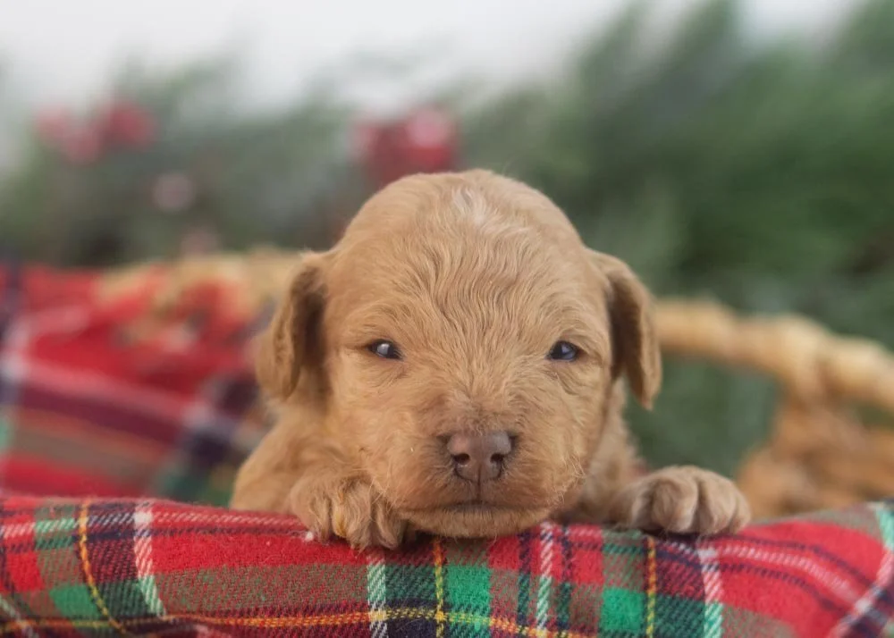 Vermont goldendoodle for sale(1).jpg