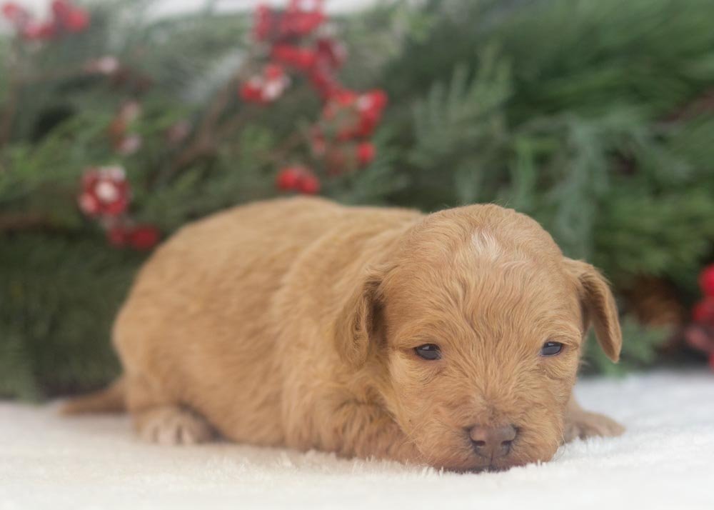 Vermont goldendoodle for sale(3).jpg