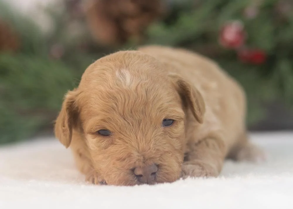 Vermont goldendoodle for sale(4).jpg