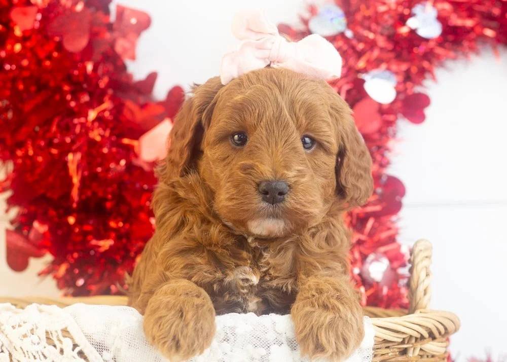 Valerie goldendoodle for sale(1).jpg