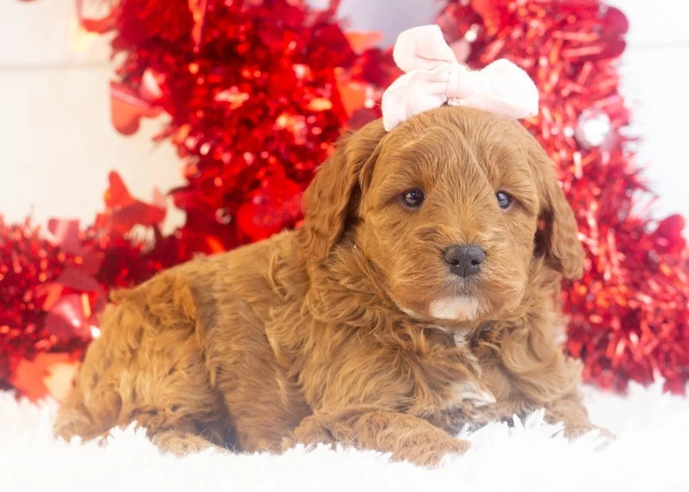 Valerie goldendoodle for sale(2).jpg