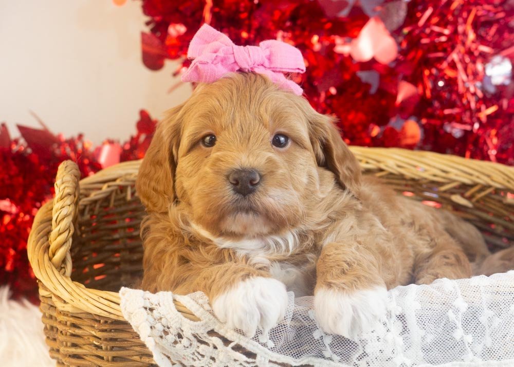 Vienna goldendoodle for sale(2).jpg