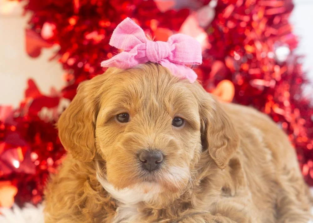 Vienna goldendoodle for sale(4).jpg