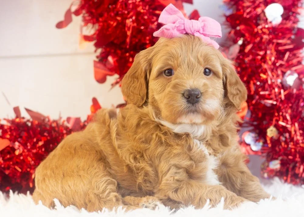 Vienna goldendoodle for sale(3).jpg