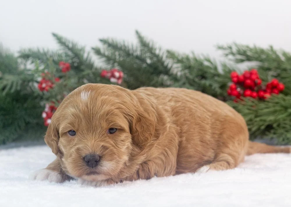 Vienna goldendoodle for sale.jpg
