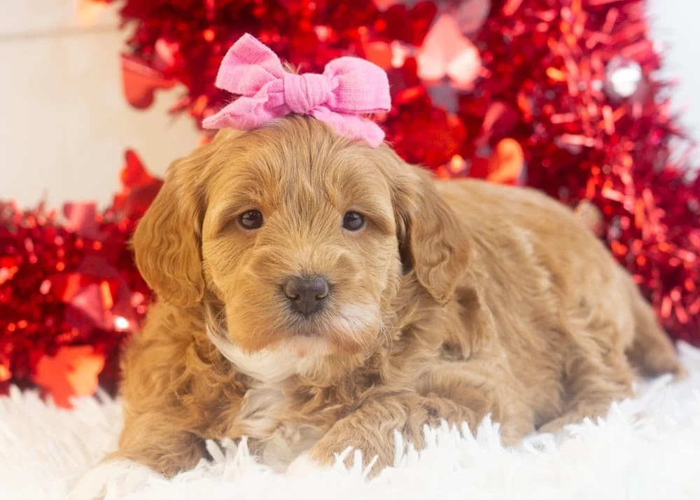 Vienna goldendoodle for sale.jpg