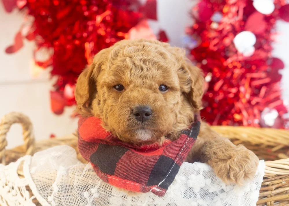 Vinnie goldendoodle for sale(1).jpg