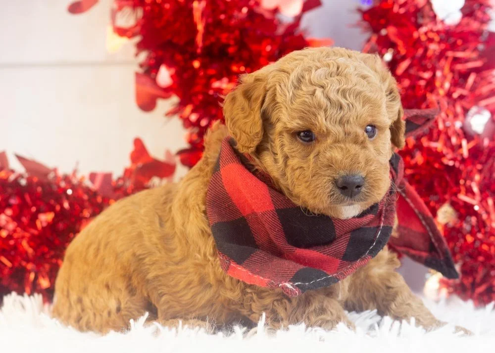 Vinnie goldendoodle for sale(3).jpg