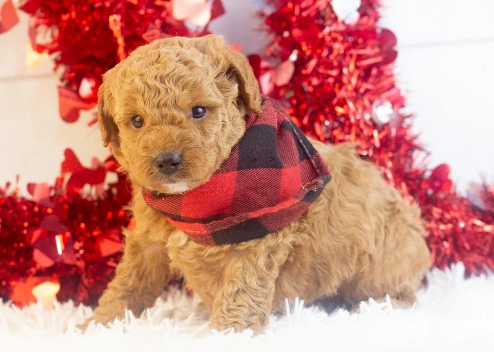 Vinnie goldendoodle for sale.jpg