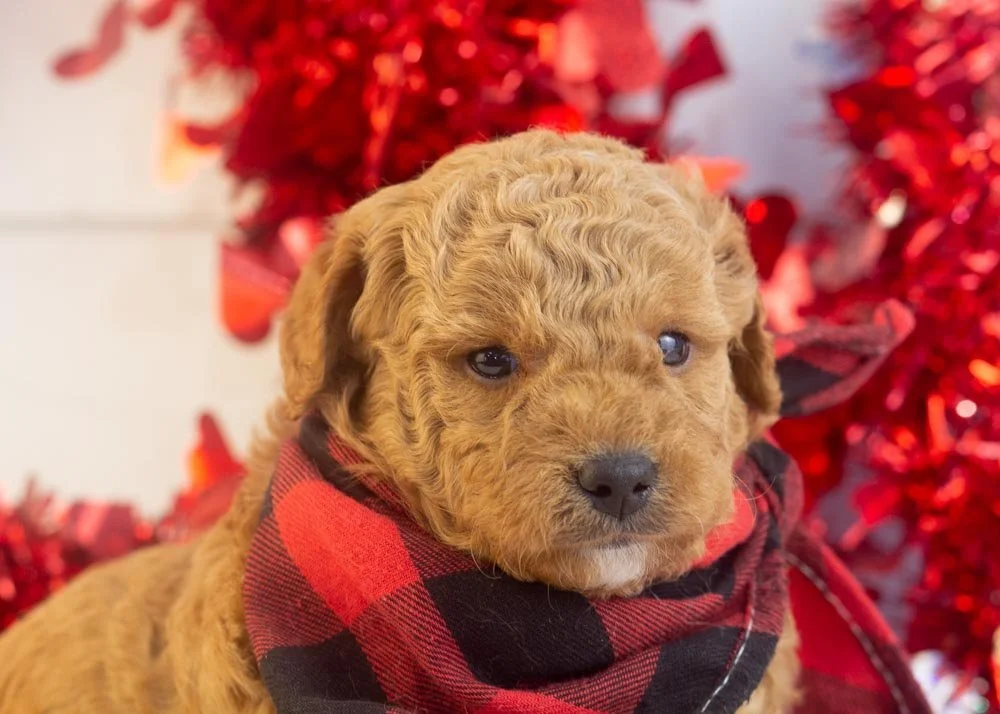 Vinnie goldendoodle for sale(2).jpg