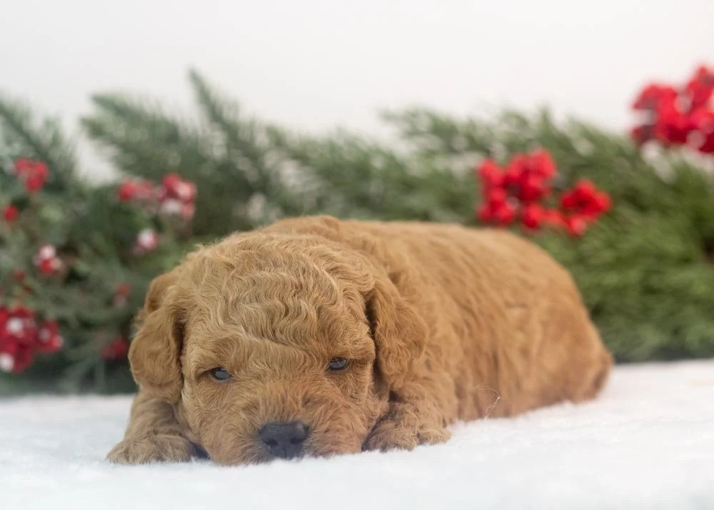 Vinnie goldendoodle for sale.jpg