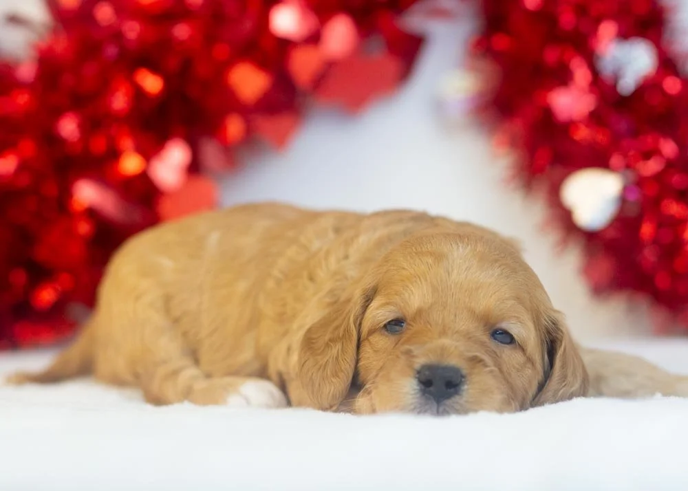 Bo Peep goldendoodle for sale(1).jpg