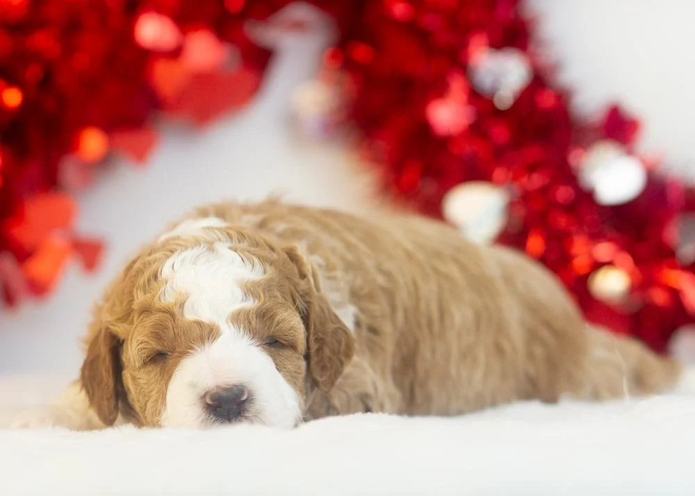 Buzz goldendoodle for sale(3).jpg