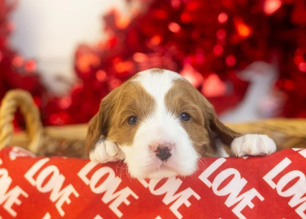 Woody goldendoodle for sale.jpg