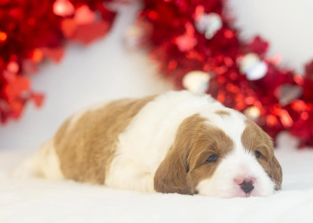Woody goldendoodle for sale(3).jpg