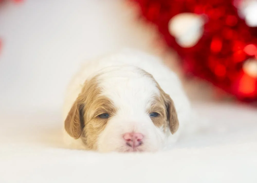 Porsche goldendoodle for sale(1).jpg
