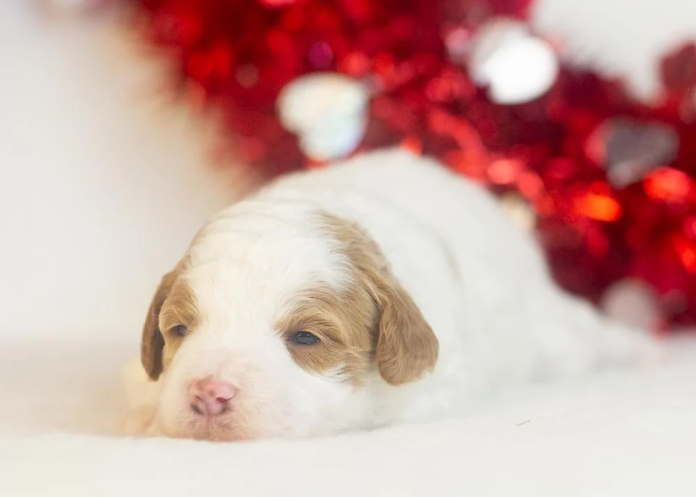 Porsche goldendoodle for sale(2).jpg