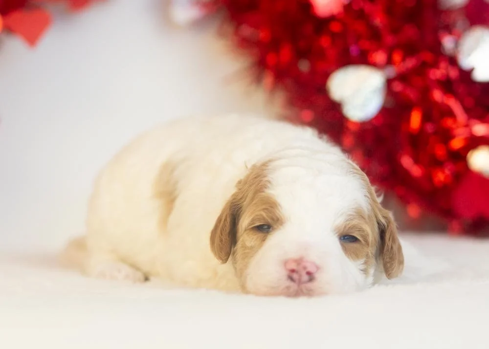 Porsche goldendoodle for sale(3).jpg