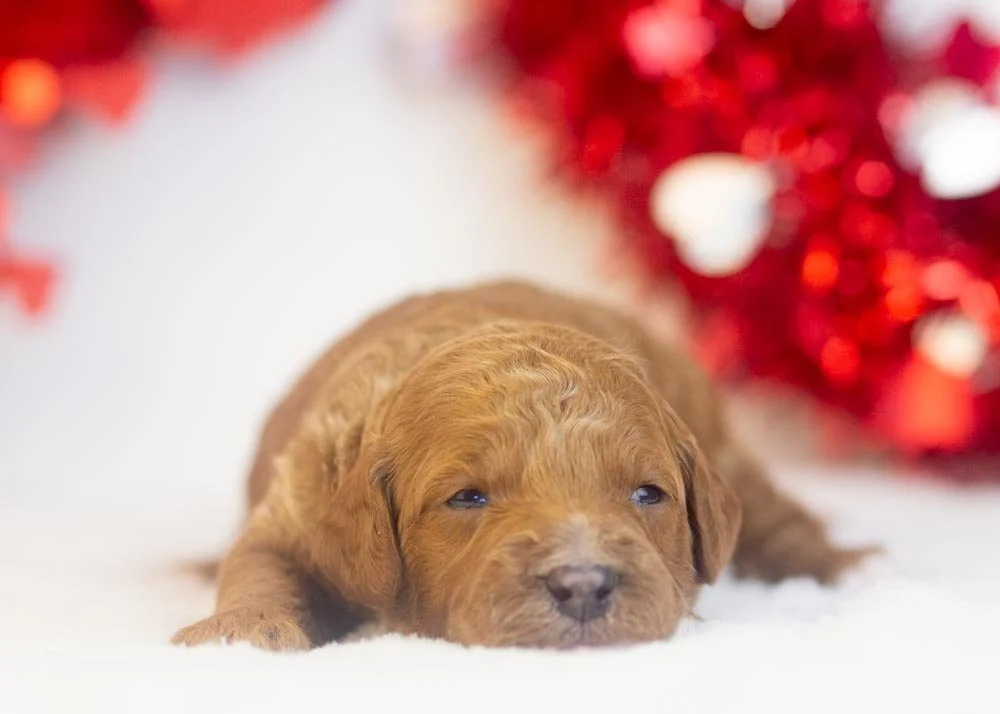 Ford goldendoodle for sale(1).jpg