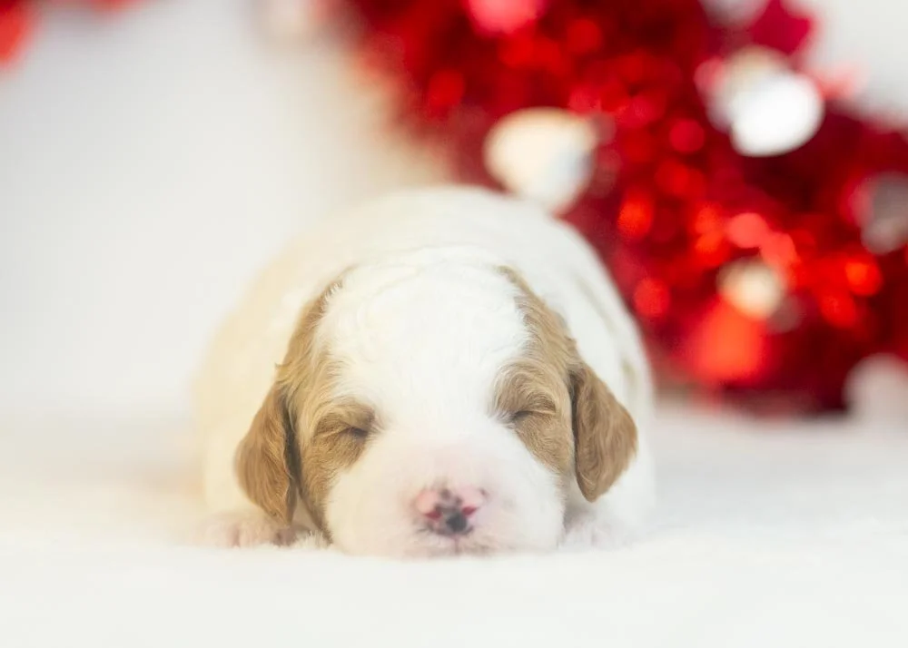 Mustang goldendoodle for sale(1).jpg