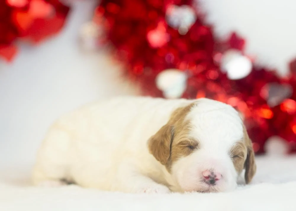 Mustang goldendoodle for sale(2).jpg