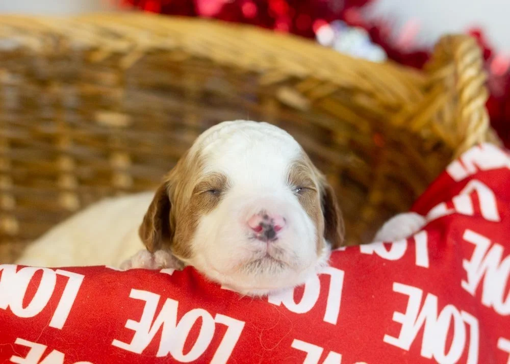 Mustang goldendoodle for sale.jpg