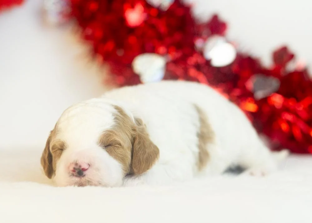 Mustang goldendoodle for sale(3).jpg