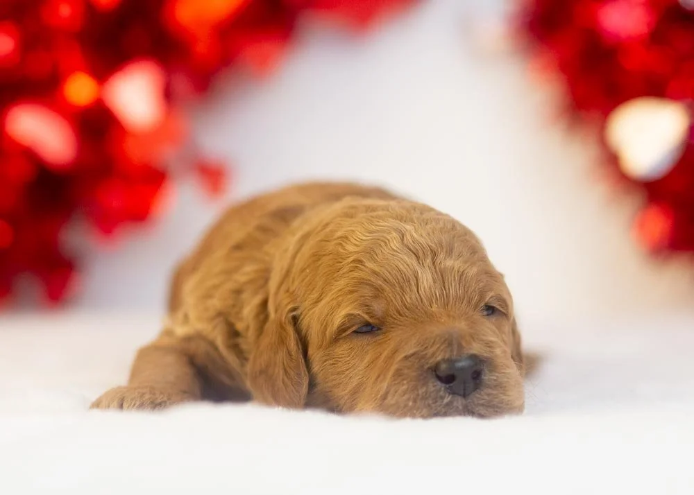 Ram goldendoodle for sale(1).jpg