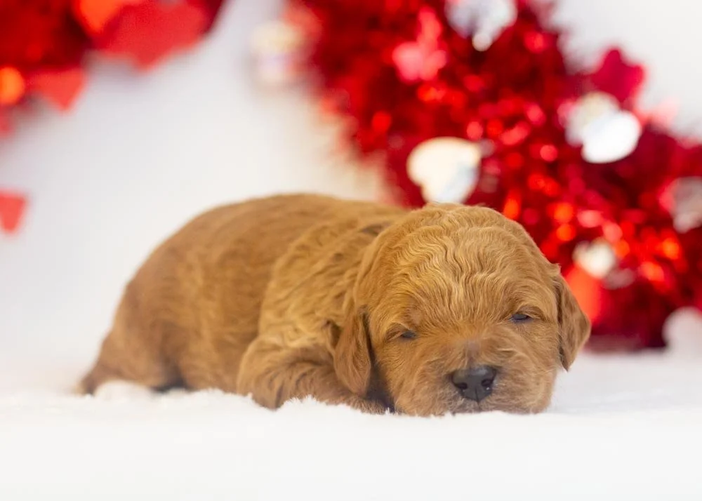 Ram goldendoodle for sale(2).jpg