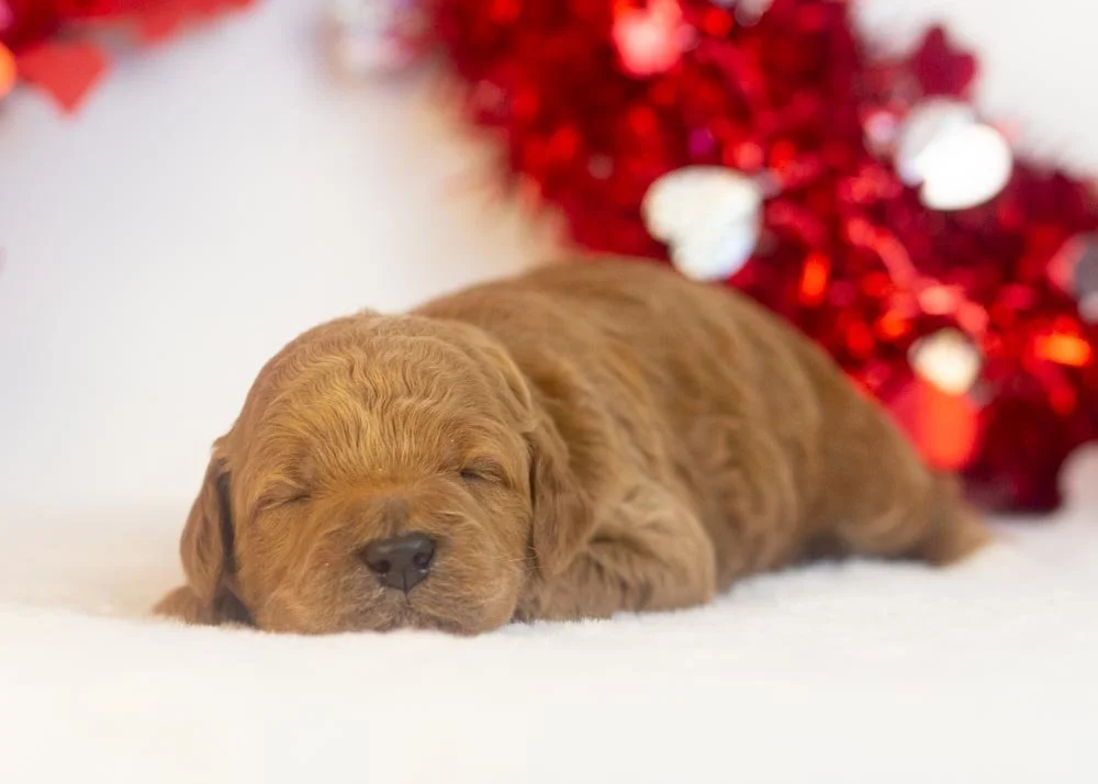 Ram goldendoodle for sale(3).jpg