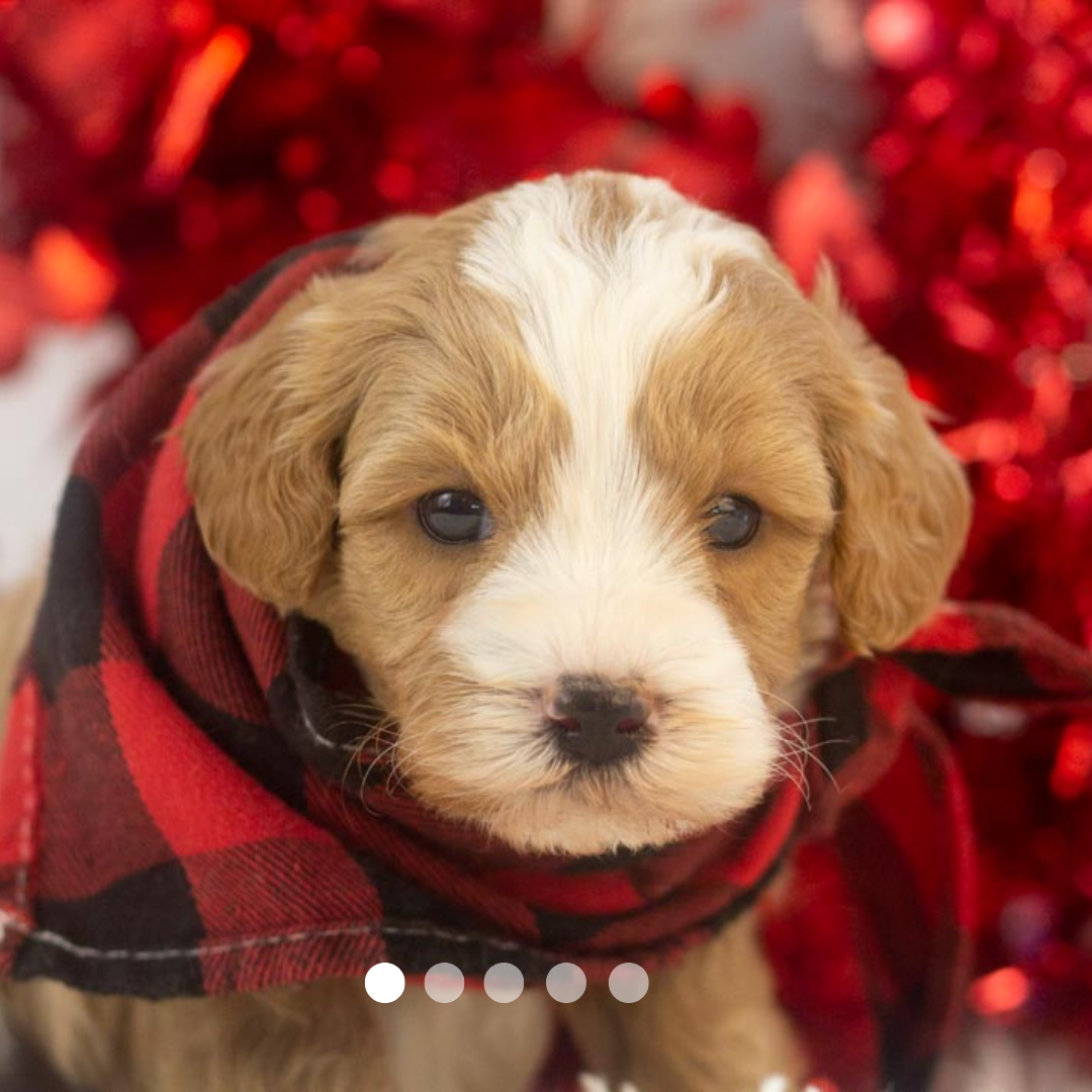 Copy of FBP Design.png