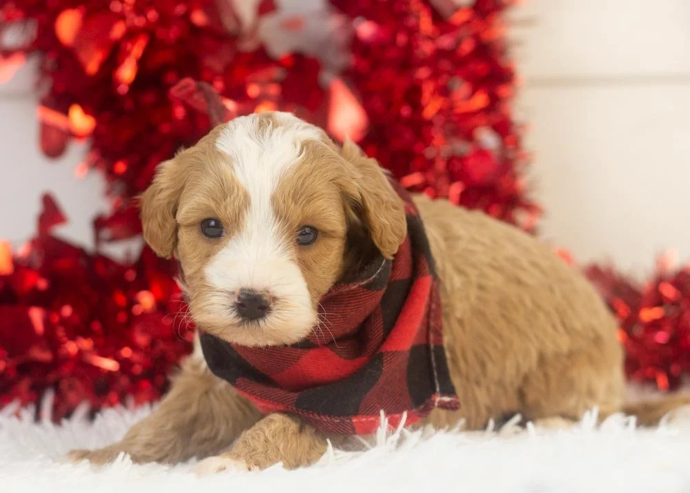 Dustin goldendoodle for sale.jpg