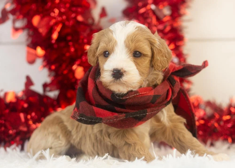 Dustin goldendoodle for sale(3).jpg