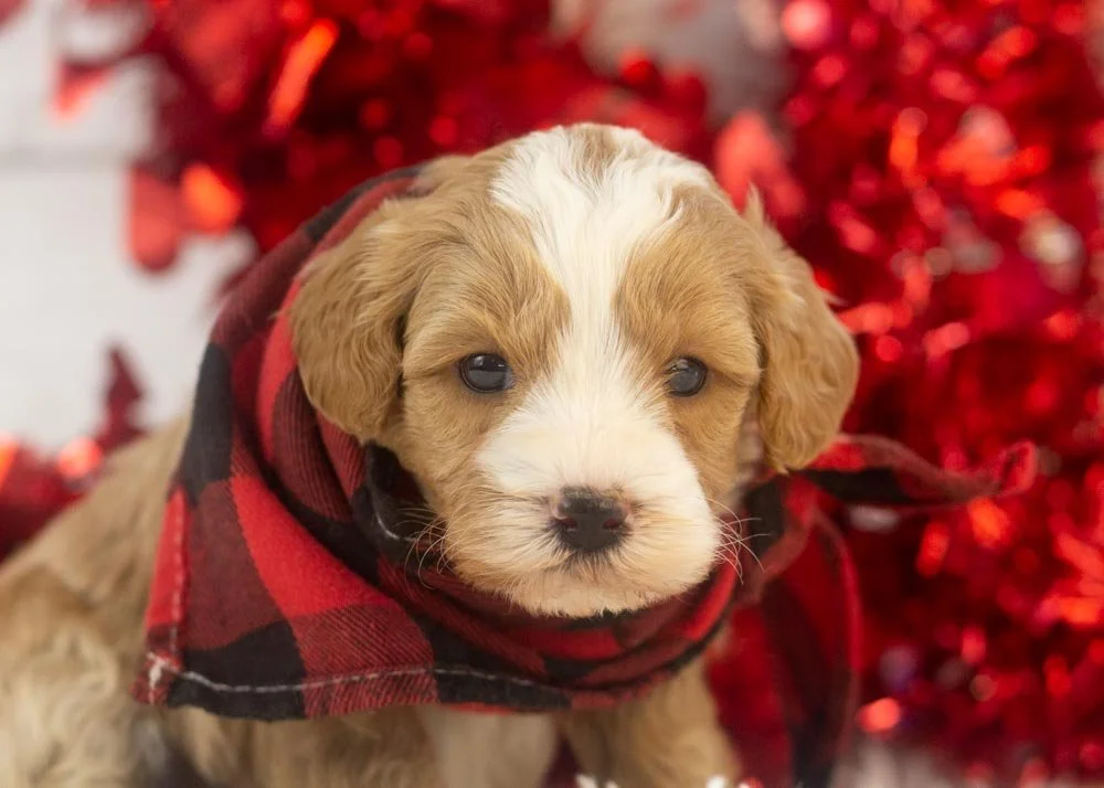 Dustin goldendoodle for sale(2).jpg