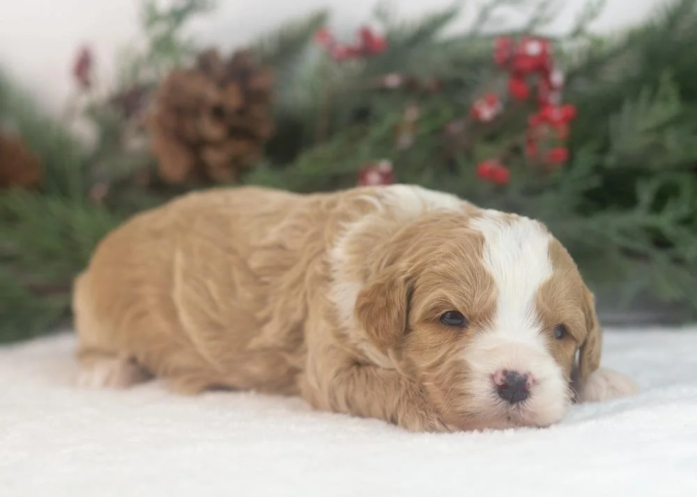Dustin goldendoodle for sale(3).jpg