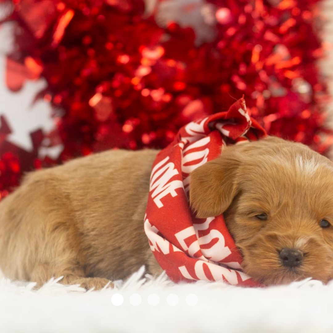 Copy of FBP Design.png