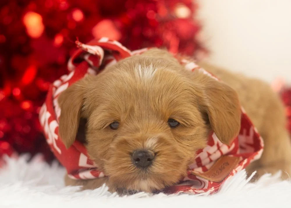 Will goldendoodle for sale(3).jpg